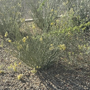May include: A close-up of a cluster of green plants with thin, upright stems and small yellow flowers. The plants are growing in a bed of small, gray gravel. The scene is outdoors, with sunlight casting shadows.