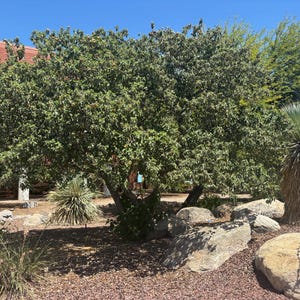 Cordia boissieri, Texas Olive, Anacahuita (10-Seeds per packet)