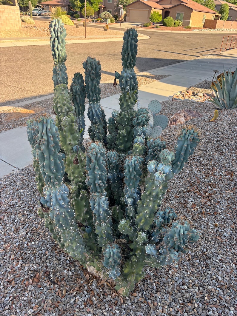 ArizonaSeedsByMerna Cereus peruvianus monstrosus - Thumbnail 2