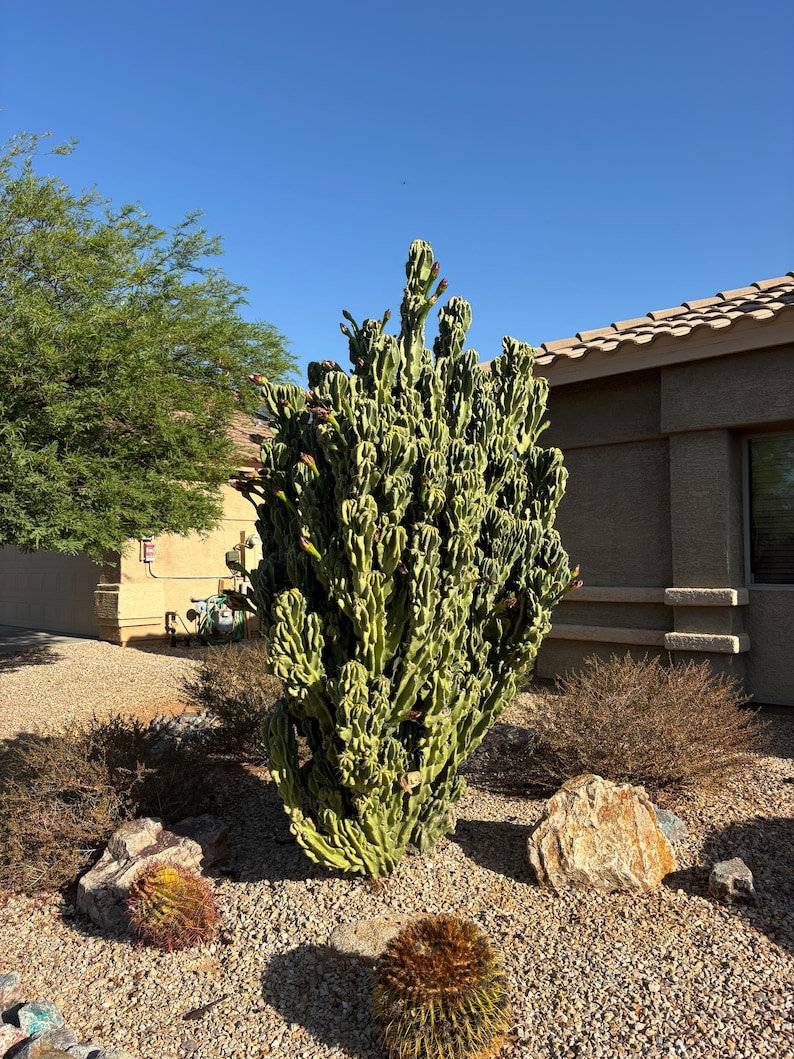 ArizonaSeedsByMerna Cereus peruvianus monstrosus - Thumbnail 3