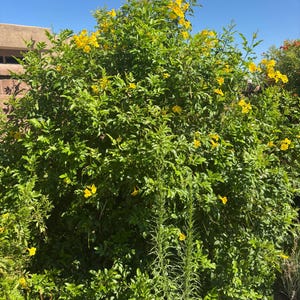 May include: A vibrant green bush with bright yellow flowers, set against a clear blue sky. The plant is lush with dense foliage and numerous blossoms, creating a natural, sunny scene.