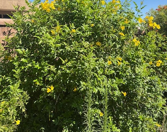Tecoma stans ‘Gold Star’, Yellow Bells, Esperanza (30-Seeds per paket)