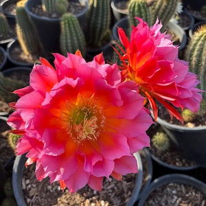 Trichocereus grandiflorus hybrid, Torch Cactus, (25-Seeds per packet)