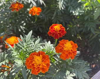 Tagetes patula, French Marigold (200-Seeds per packet)