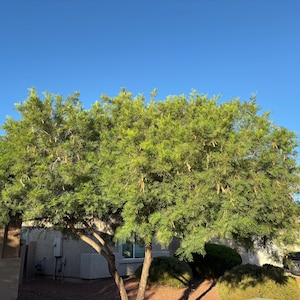 Lysiloma watsonii, Fern of the Desert, Featherbush (10-Seeds per packet)