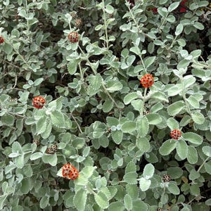 May include: Close-up of a plant with small, rounded, silvery-green leaves. The plant has multiple stems with clusters of small, orange, and red flowers. The image is well-lit, showcasing the plant's texture and color variations.