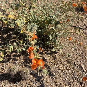 Sphaeralcea ambigua, Desert Globemallow or Apricot Mallow, (30-Seeds per packet)