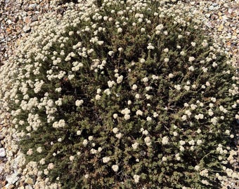 May include: A close-up view of a small, round shrub covered in clusters of tiny, white flowers. The shrub is surrounded by small, light-colored rocks and pebbles. The plant has green foliage.