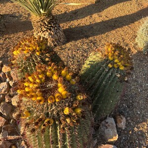 May include: A cluster of green barrel cacti with yellow blooms and reddish spines. The cacti are surrounded by small rocks and sand, with a yucca plant in the background. The scene is bathed in warm sunlight.