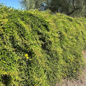 May include: A dense, green hedge with small yellow flowers. The foliage is lush and vibrant, creating a natural barrier. The hedge is situated next to a dirt path, with a clear blue sky in the background.