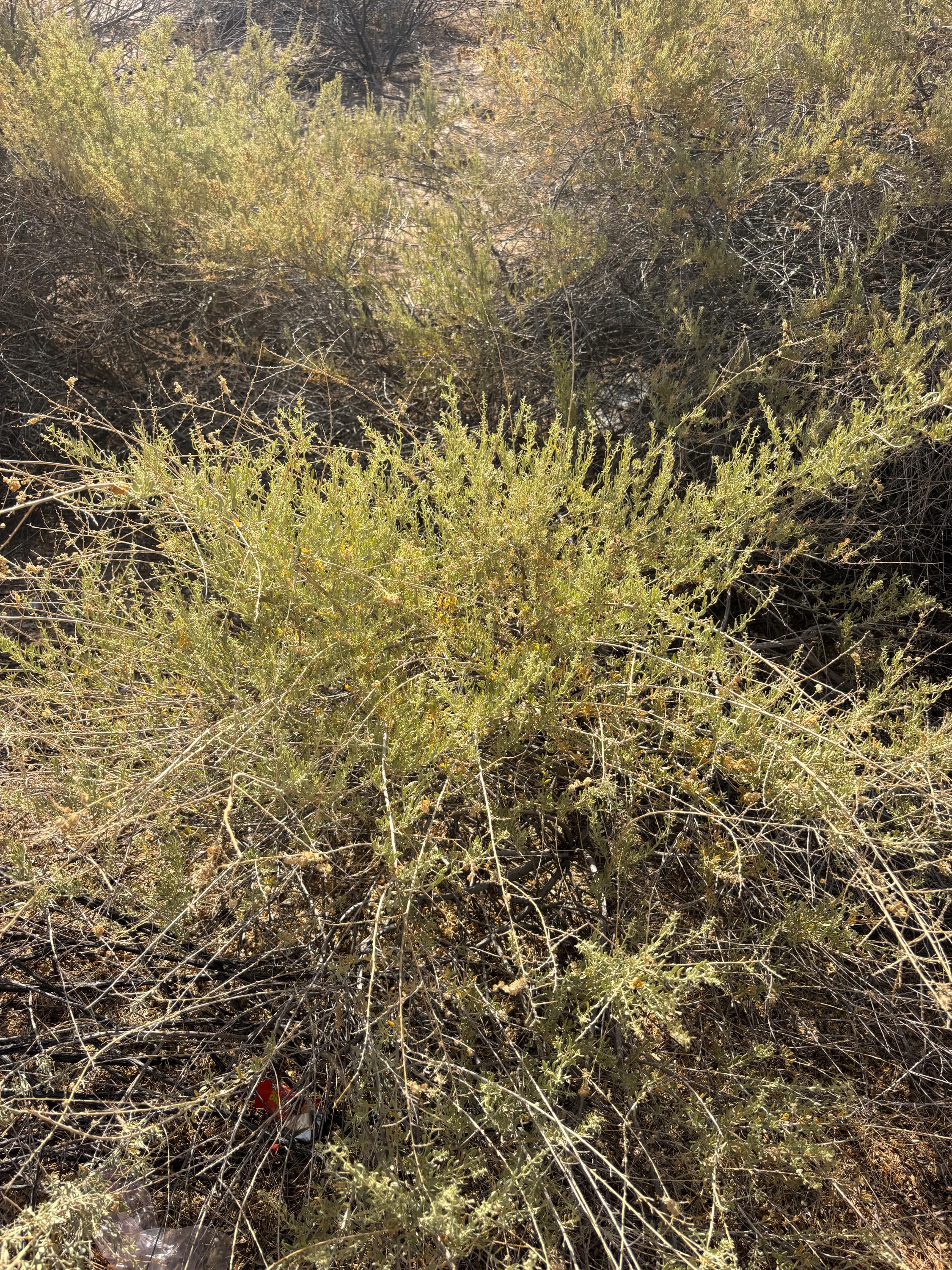 Atriplex Canescens, Four-wing Saltbush, Chamiso (100-seeds per Packet ...