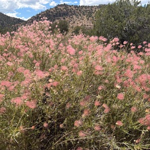 Fallugia paradoxa, Apache plume (15- Seeds per packet)