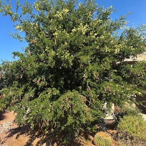 Ebenopsis ebano, Pithecellobium flexicaule, Texas ebony (15-Seeds per packet)