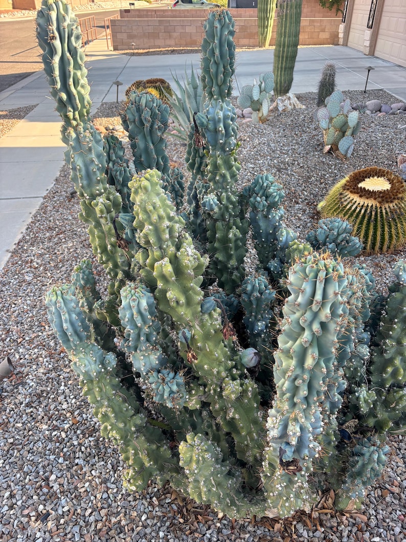 ArizonaSeedsByMerna Cereus peruvianus monstrosus - Thumbnail 5