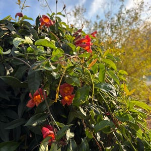 Bignonia capreolata,Tangerine Beauty Crossvine (20-Seeds per packet)