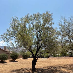 May include: A mature tree with a dark trunk and green foliage stands in a yard under a clear blue sky. The tree casts a long shadow on the dry, brown ground. Small bushes and a house are visible in the background.