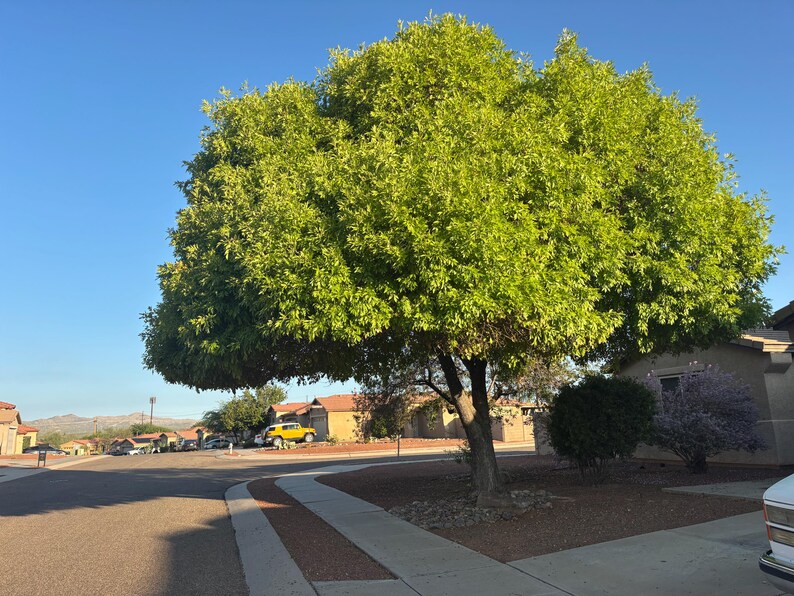 Fraxinus Velutina, Arizona Ash, Velvet Ash (100-seeds per Packet) - Etsy