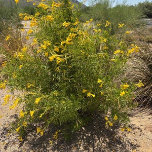 May include: A vibrant green bush with numerous bright yellow flowers, set against a backdrop of a clear blue sky and desert landscape. The bush is in full bloom, with the yellow flowers contrasting with the green foliage.