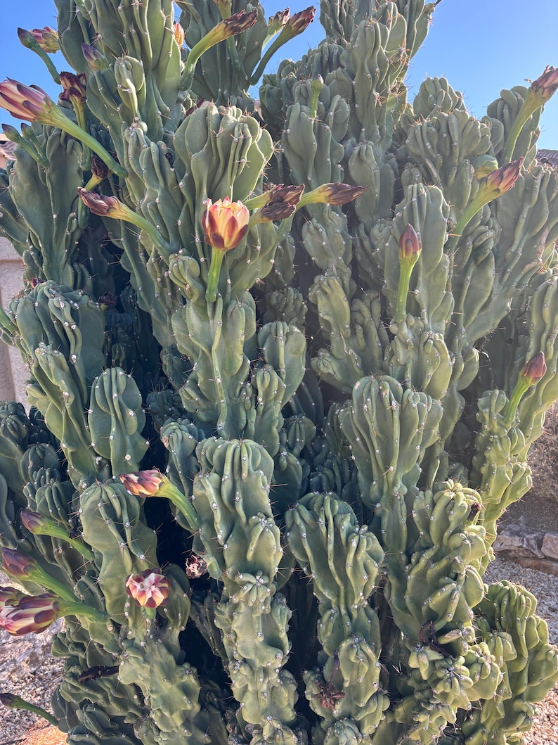 ArizonaSeedsByMerna Cereus peruvianus monstrosus