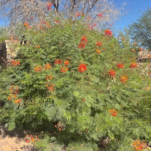 Caesalpinia pulcherrima, Red Bird of Paradise, Pride of Barbados (15-seed per packet)