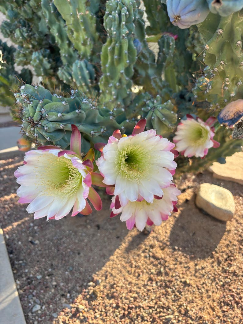 ArizonaSeedsByMerna Cereus peruvianus monstrosus - Thumbnail 4
