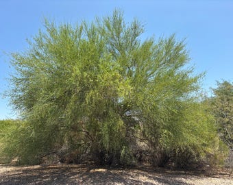 May include: A large, green tree with dense foliage and a rounded shape stands against a clear, blue sky. The tree's branches are filled with small, light green leaves, and the trunk is partially visible. The ground is covered in dry brush.