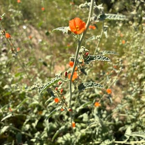 Sphaeralcea ambigua, Desert Globemallow or Apricot Mallow, (30-Seeds per packet)