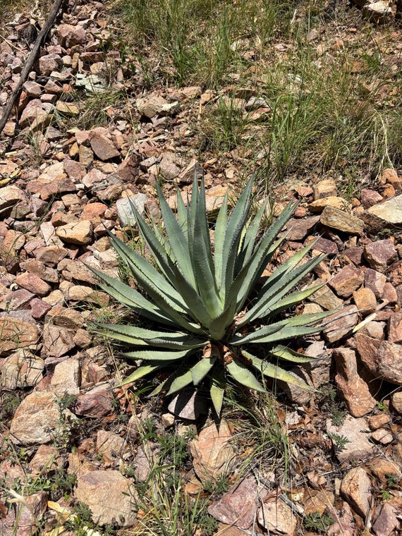 Agave palmeri, Palmers Agave (15-Seeds per packet)