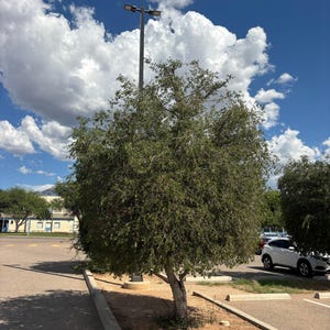 May include: A sunny outdoor scene featuring a tree with green leaves, a light pole, and a bright blue sky with fluffy white clouds. The tree is in a parking lot with a white car in the background.