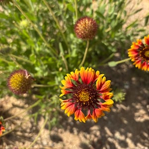May include: Close-up of vibrant Gaillardia flowers, also known as blanket flowers, with bright yellow and red petals. The flowers are surrounded by green foliage and a sandy background, showcasing the natural beauty of the blooms.