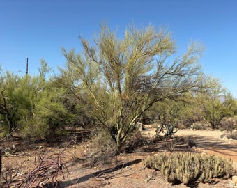 May include: A desert landscape under a clear blue sky. The image features several trees and bushes with light green foliage and brown branches. The ground is covered in dirt and small rocks, with a few cacti visible.