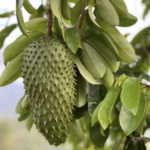 Può includere: Primo piano di un frutto di guanábana verde, ricoperto di punte, appeso a un ramo. Foglie verdi lussureggianti circondano il frutto, creando una composizione naturale. L'immagine mette in risalto la consistenza unica del frutto.