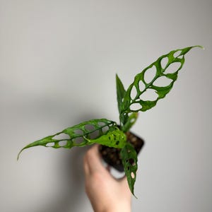 US Seller - Monstera Obliqua Peru - rare hard to find fenestrated monstera trailing climbing plant houseplant