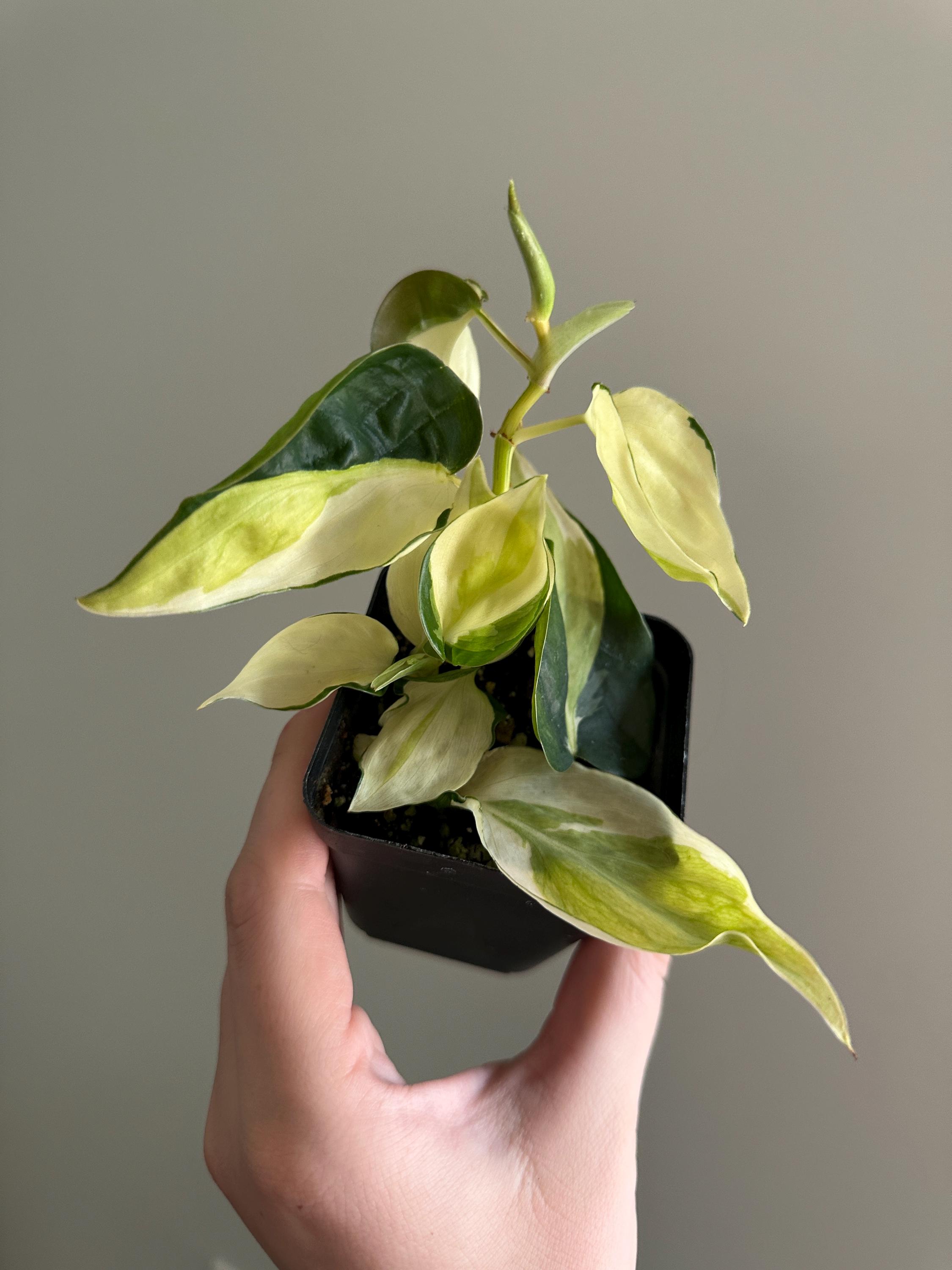 wild monstera deliciosa Monstera Deliciosa Indoor Split Leaf Plant