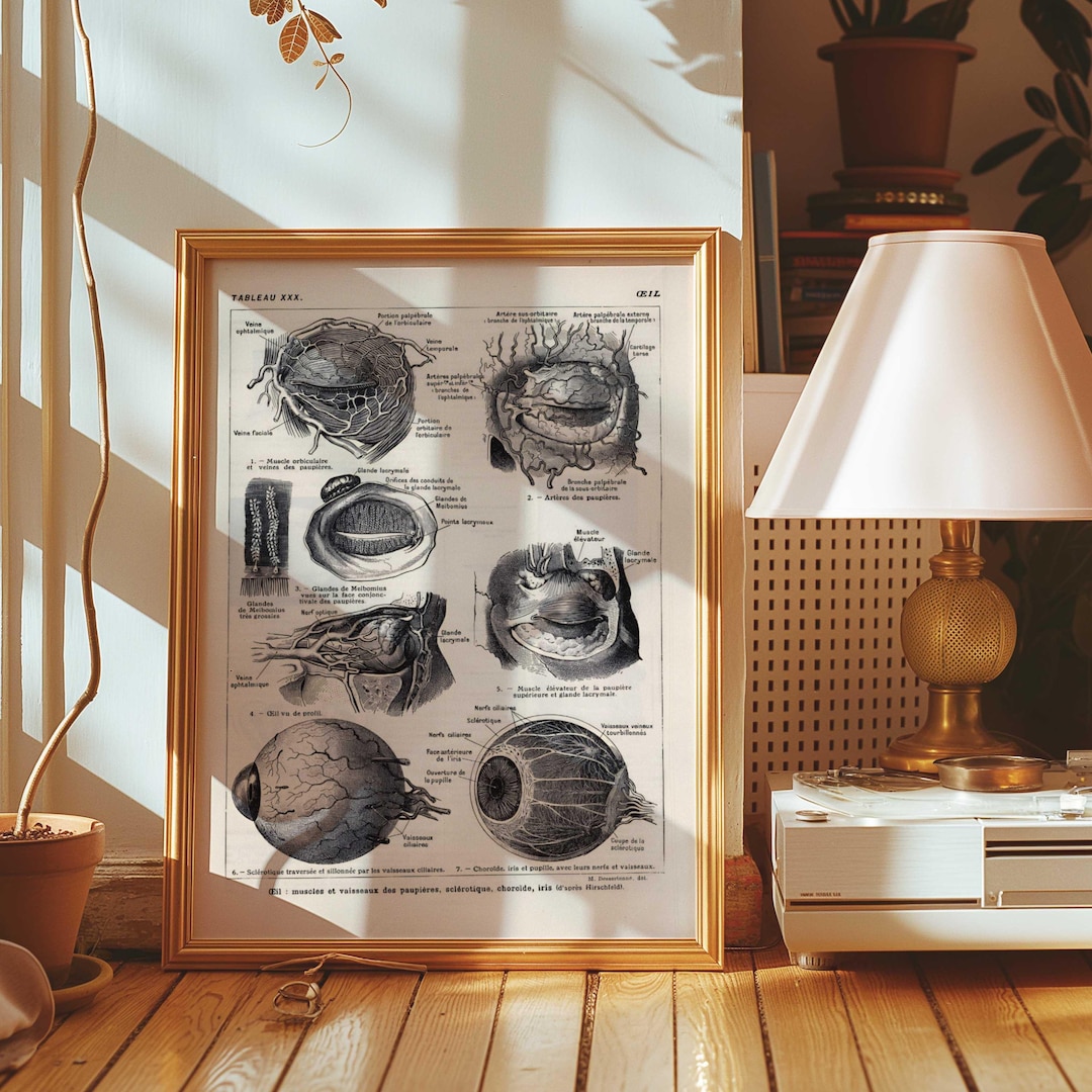 Vintage Anatomy Eye Chart Digital Art | Medical Wall Art Printable ...