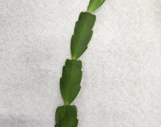 True Christmas Cactus Etsy