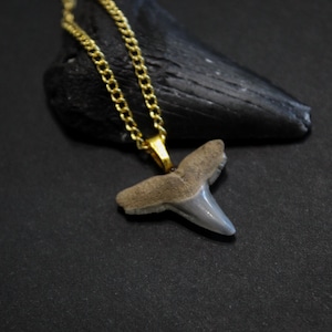 Gold and Fossil Lemon Shark Tooth Necklace