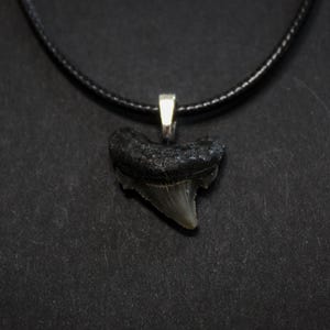 Shark Tooth Necklace (Miscellaneous)