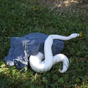 Op de afbeelding: Een witte slang met een textuurpatroon is opgerold in de buurt van een grijze rotsformatie. De kop van de slang is omhoog en hij is omgeven door groen gras. De scène wordt verlicht door natuurlijk zonlicht, waardoor schaduwen ontstaan.