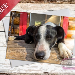 May include: A photograph of a black and white dog resting on a wooden surface. The dog is lying down with its eyes closed. The image is on a card with the word "Snoozin'" and a photography logo.