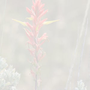 Wyoming Note Card, Wyoming State Flower, Indian Paintbrush, Red Wildflower, Wyoming Wildflower, Wyoming Photo, Note Card With Envelope image 9