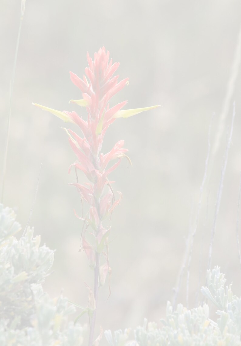 Wyoming Note Card, Wyoming State Flower, Indian Paintbrush, Red Wildflower, Wyoming Wildflower, Wyoming Photo, Note Card With Envelope image 9