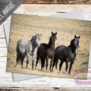 May include: Three wild horses standing in a field. The horses are a light gray, a dark brown, and a black. The horses are looking at the camera. The image is titled "Three Amigos".