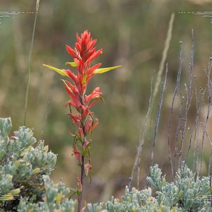 Wyoming Note Card, Wyoming State Flower, Indian Paintbrush, Red Wildflower, Wyoming Wildflower, Wyoming Photo, Note Card With Envelope image 8