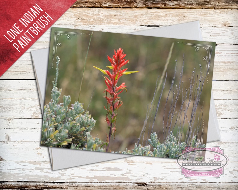 Wyoming Note Card, Wyoming State Flower, Indian Paintbrush, Red Wildflower, Wyoming Wildflower, Wyoming Photo, Note Card With Envelope image 1