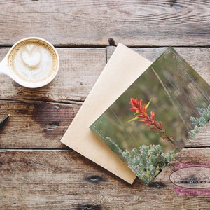 Wyoming Note Card, Wyoming State Flower, Indian Paintbrush, Red Wildflower, Wyoming Wildflower, Wyoming Photo, Note Card With Envelope image 4