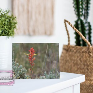 Wyoming Note Card, Wyoming State Flower, Indian Paintbrush, Red Wildflower, Wyoming Wildflower, Wyoming Photo, Note Card With Envelope image 3