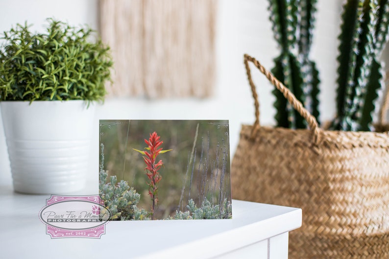 Wyoming Note Card, Wyoming State Flower, Indian Paintbrush, Red Wildflower, Wyoming Wildflower, Wyoming Photo, Note Card With Envelope image 3