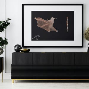Stampa artistica di polpo - Illustrazione marina disegnata a mano / Decorazione murale nautica / Arte di animali oceanici / Download scientifico stampabile