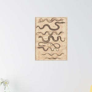 Vintage Snake Illustration Canvas, Stretched Matte Wall Art